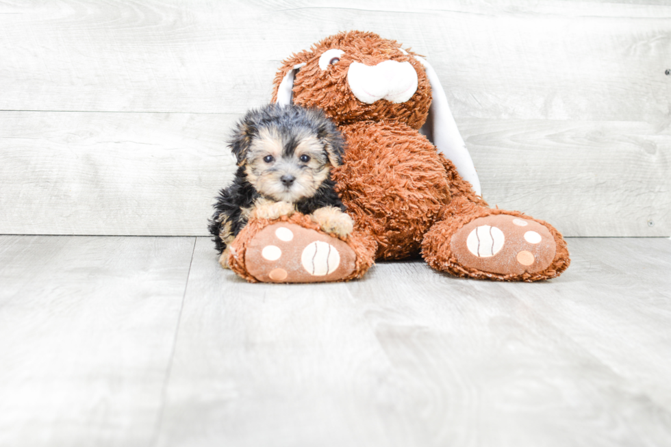 Morkie Pup Being Cute
