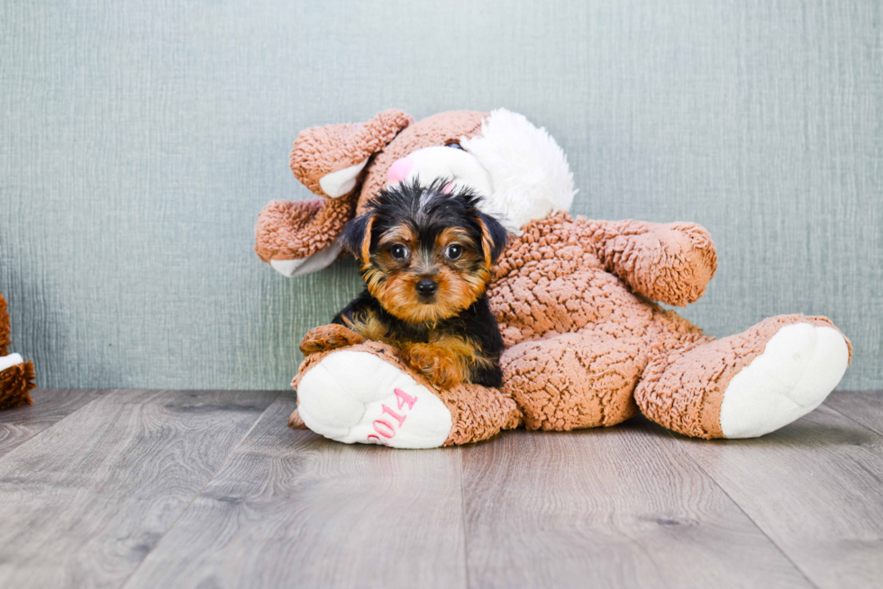 Meet Bella - our Yorkshire Terrier Puppy Photo 