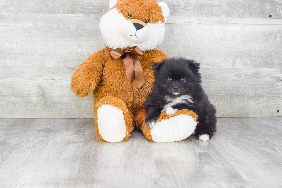 Pomeranian Pup Being Cute