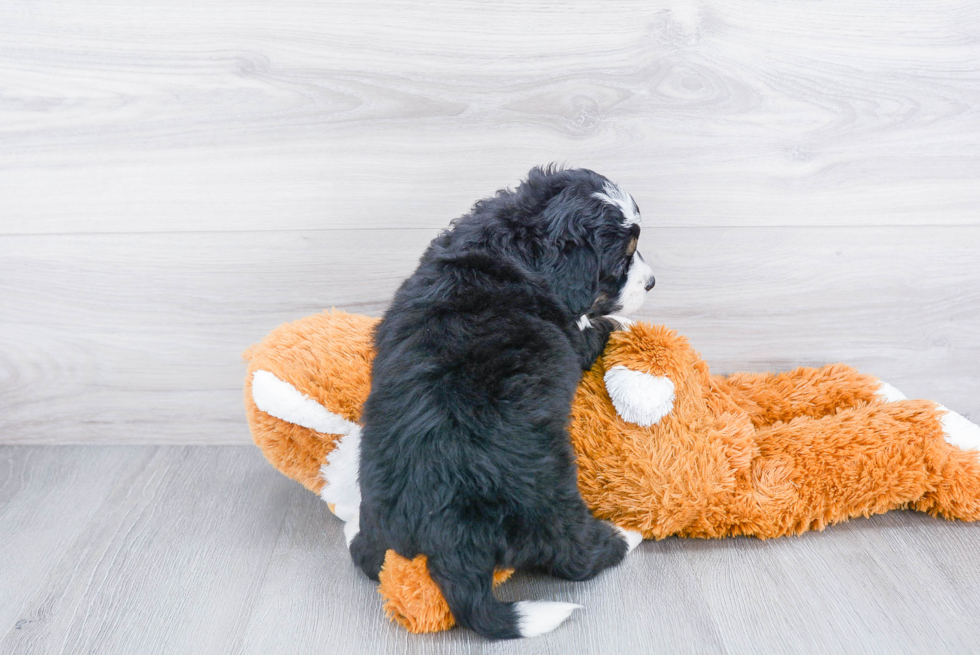 Best Mini Bernedoodle Baby