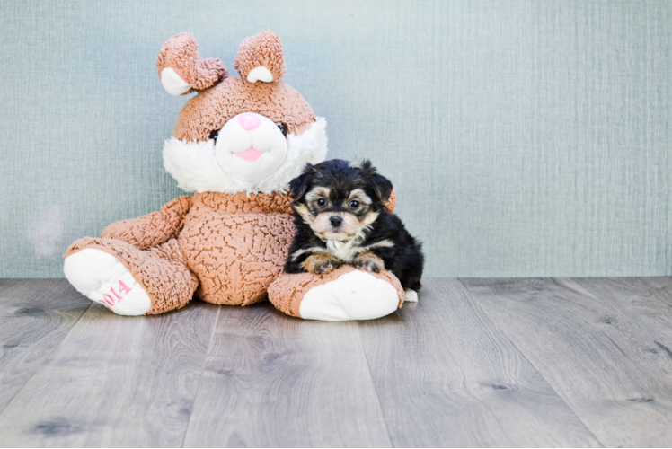 Morkie Puppy for Adoption