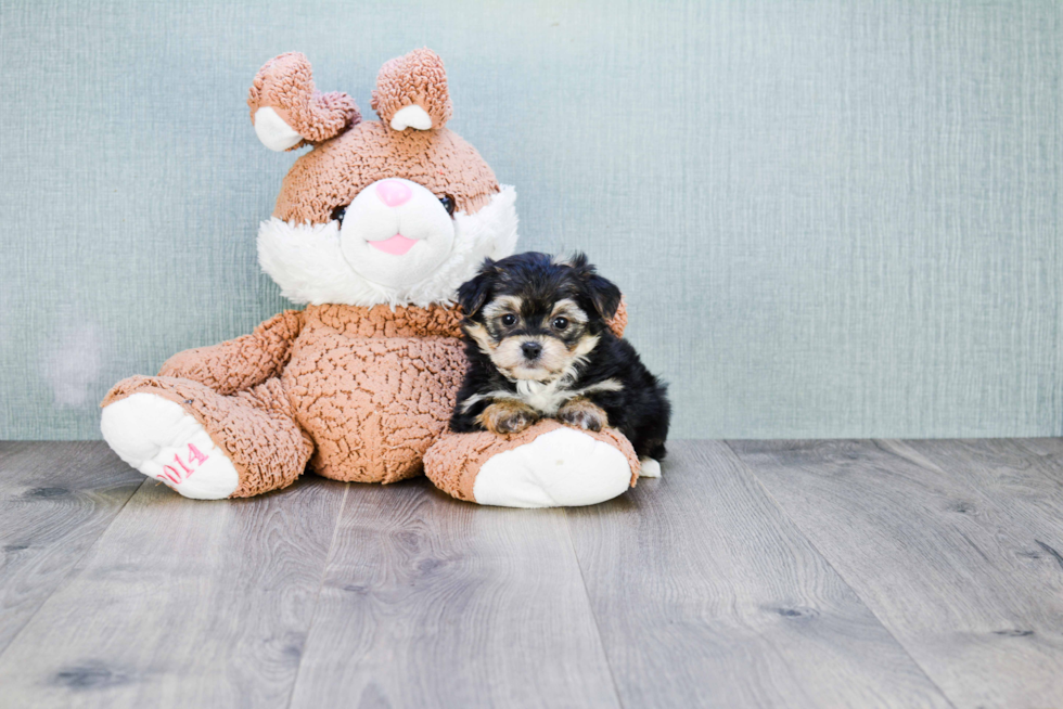 Morkie Puppy for Adoption