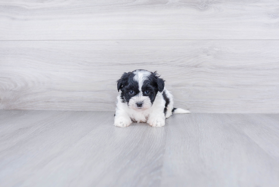 Teddy Bear Puppy for Adoption