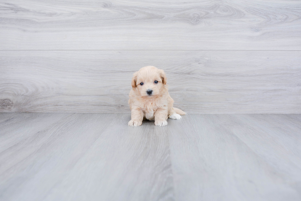 Maltipoo Pup Being Cute