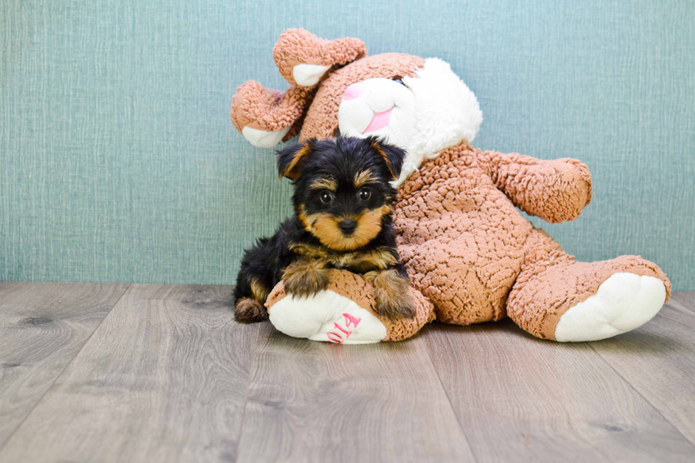 Meet Zoro - our Yorkshire Terrier Puppy Photo 