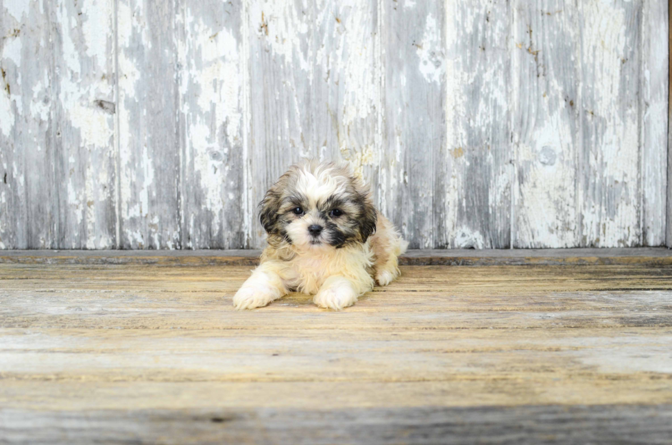 Teddy Bear Pup Being Cute