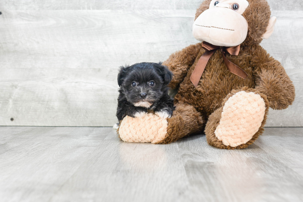 Popular Morkie Designer Pup