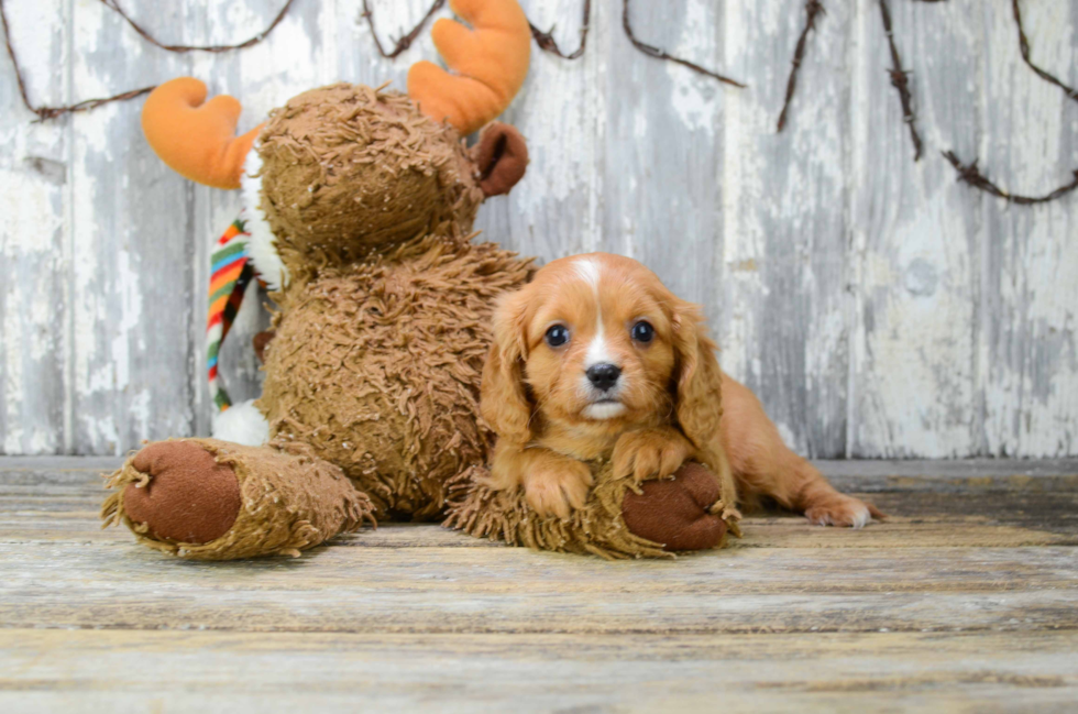 Petite Cavalier King Charles Spaniel Purebred Puppy