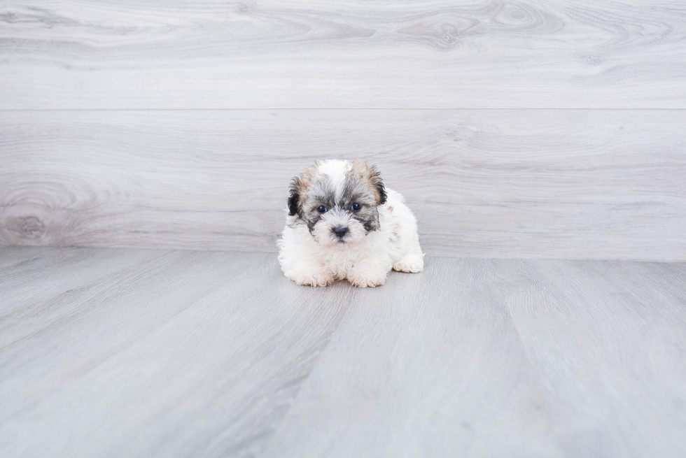 Teddy Bear Puppy for Adoption