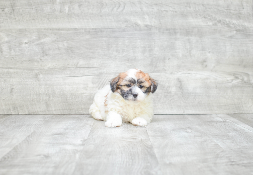 Happy Teddy Bear Baby