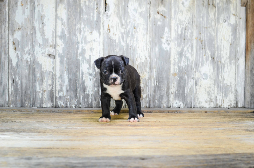 Boston Terrier Pup Being Cute