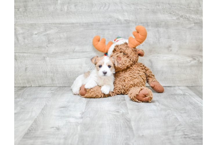 Petite Morkie Designer Pup