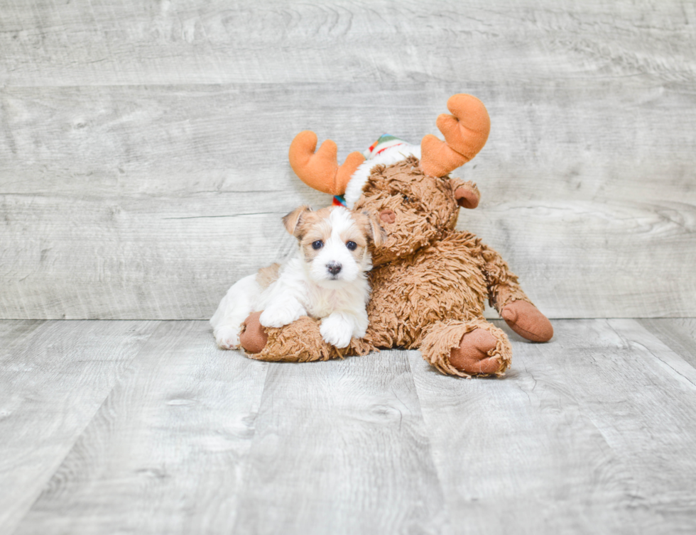 Petite Morkie Designer Pup