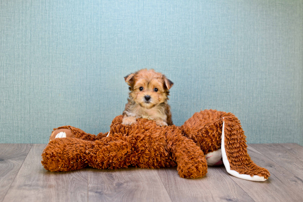 Best Morkie Baby