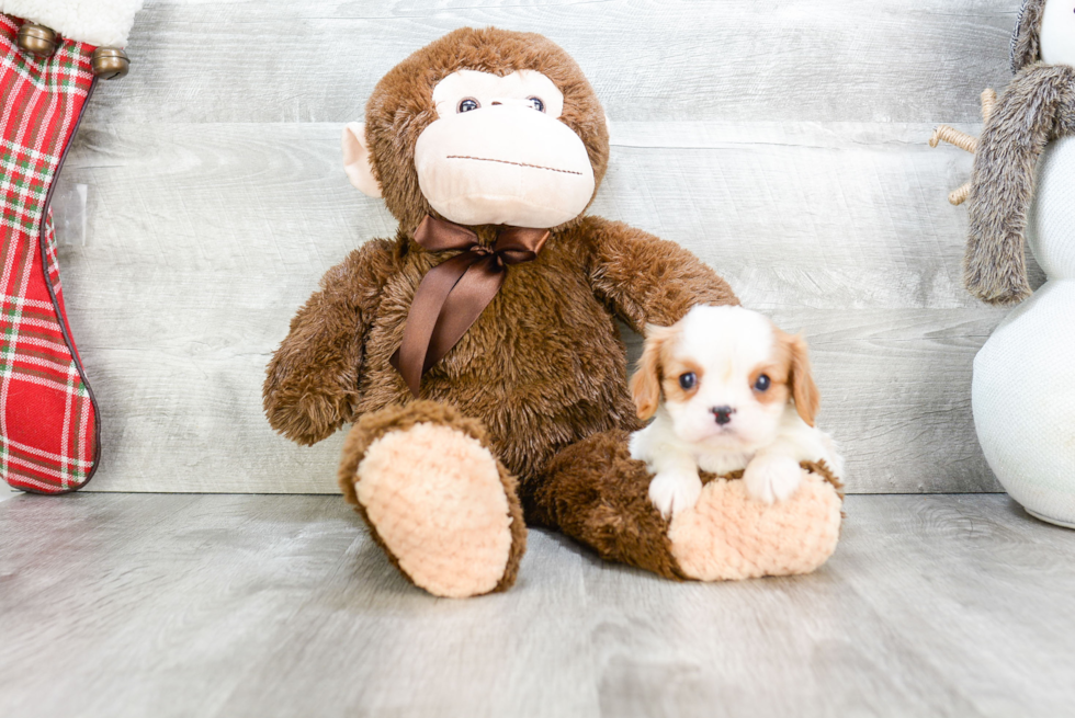 Best Cavalier King Charles Spaniel Baby