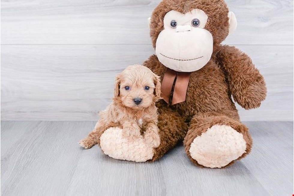 Cavapoo Puppy for Adoption