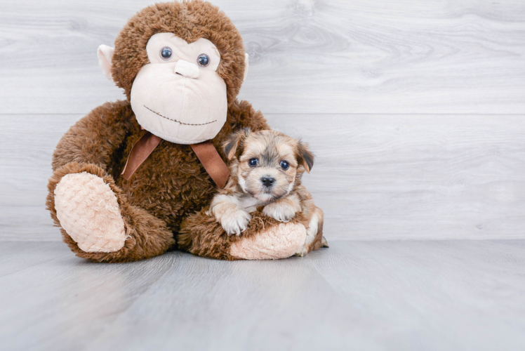 Morkie Pup Being Cute