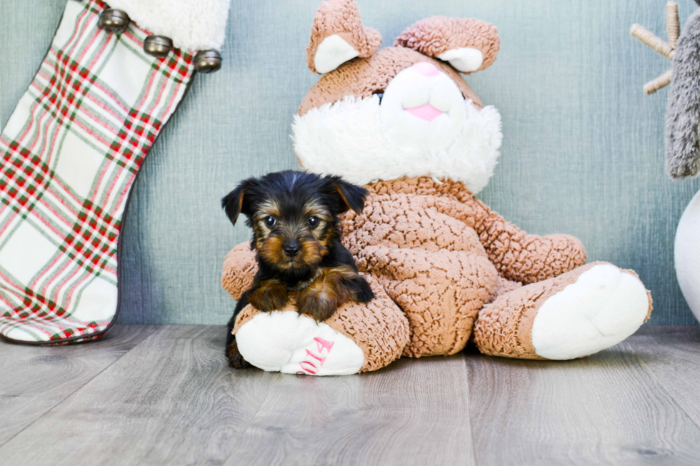 Meet Joey - our Yorkshire Terrier Puppy Photo 