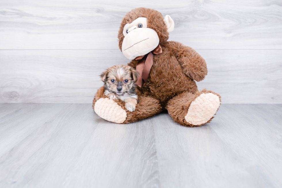 Petite Morkie Designer Pup