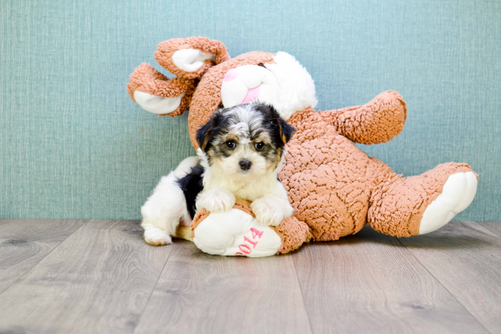Energetic Yorkie Designer Puppy