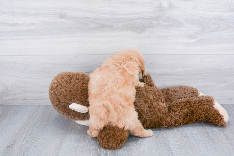 Hypoallergenic Golden Retriever Poodle Mix Puppy