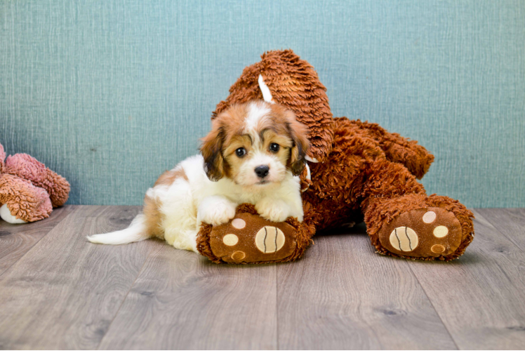 Best Cavachon Baby