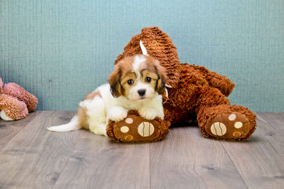 Best Cavachon Baby