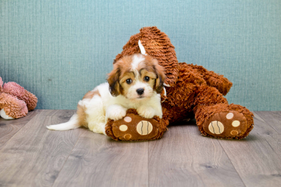 Best Cavachon Baby