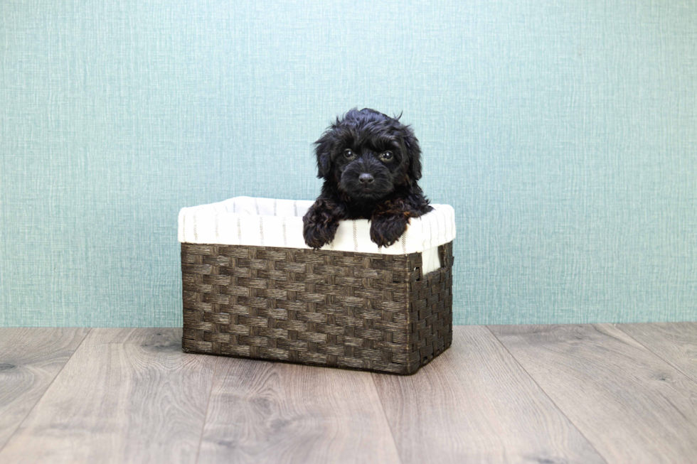 Petite Yorkie Poo Poodle Mix Pup