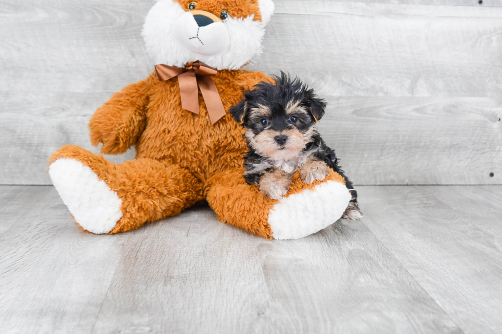 Friendly Morkie Baby