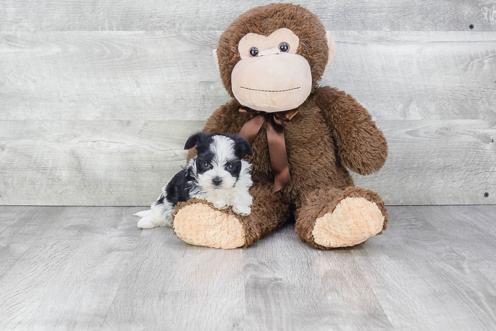 Morkie Puppy for Adoption
