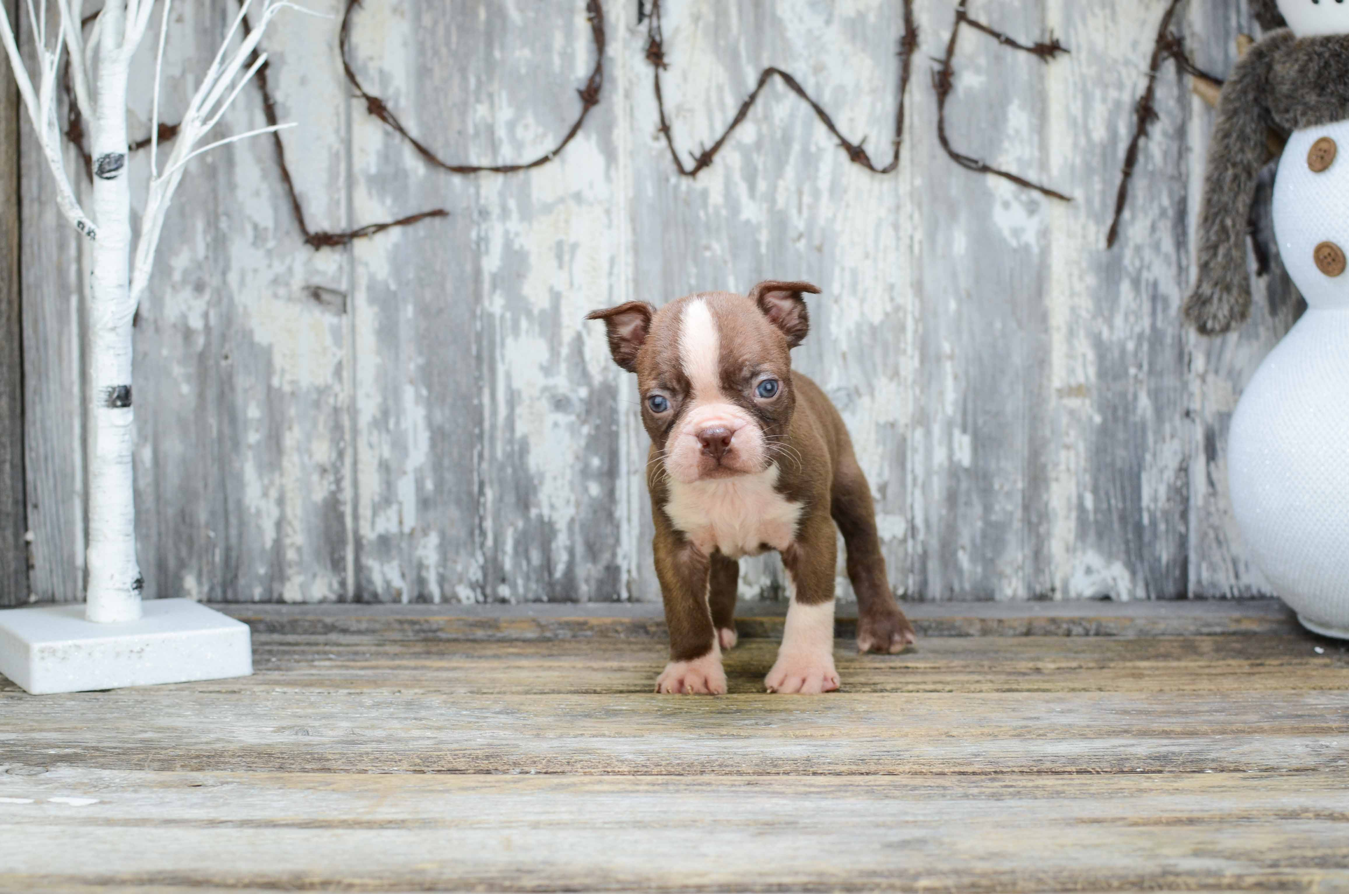 Best Boston Terrier Baby