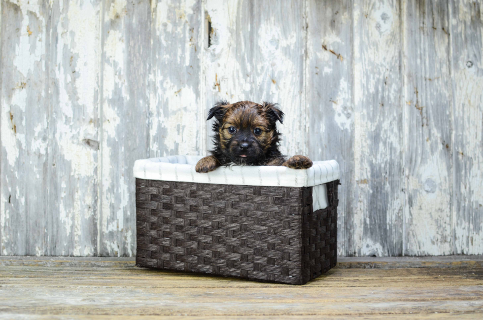Cute Yorkie Pom Baby