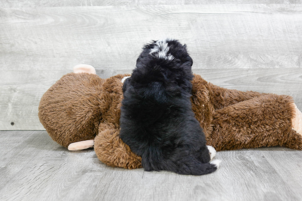 Best Mini Bernedoodle Baby