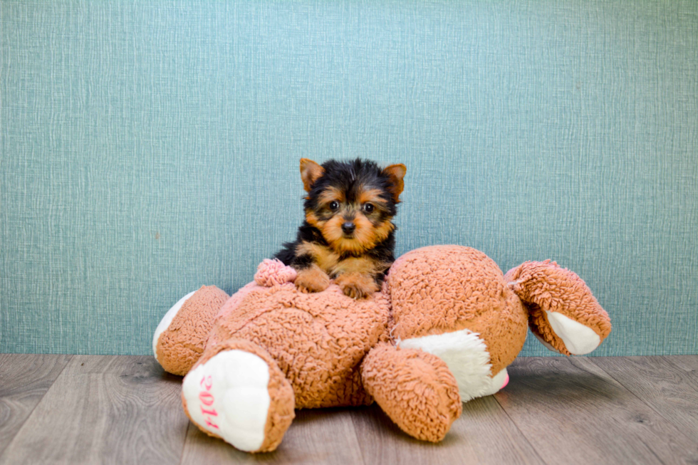 Meet Beckham - our Yorkshire Terrier Puppy Photo 