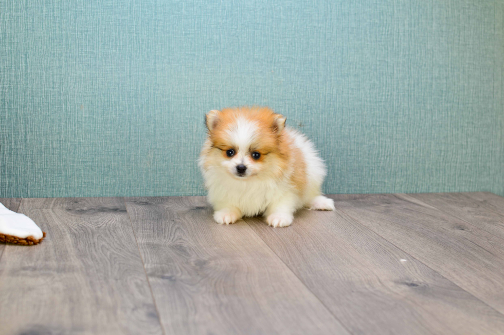 Pomeranian Pup Being Cute