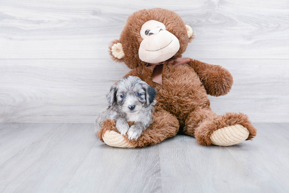 Friendly Mini Aussiedoodle Baby