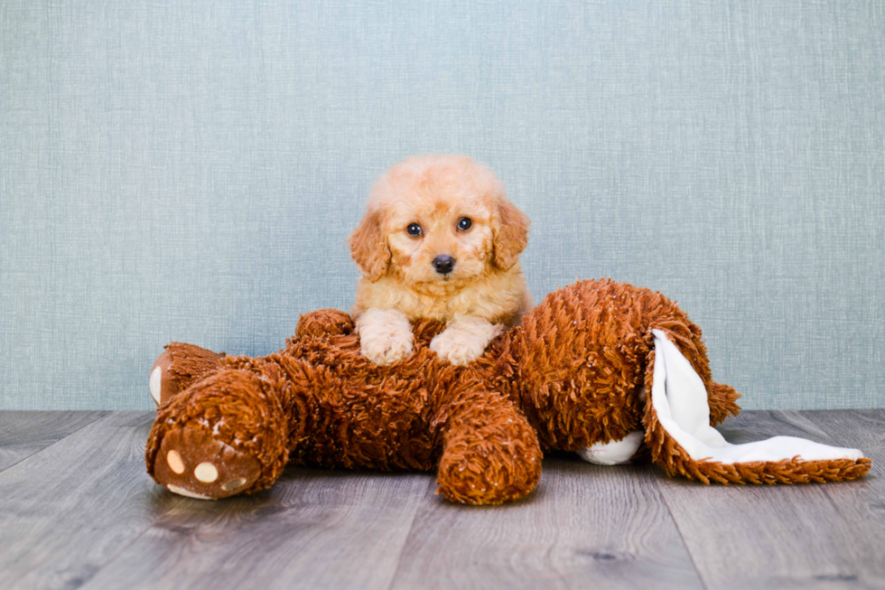 Energetic Golden Retriever Poodle Mix Puppy
