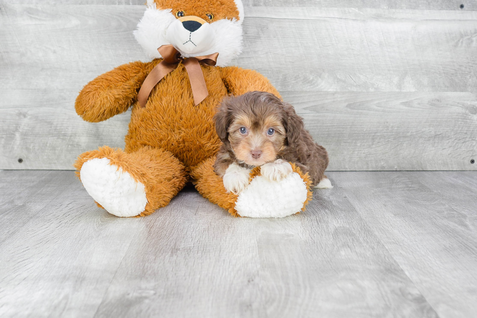 Best Mini Aussiedoodle Baby