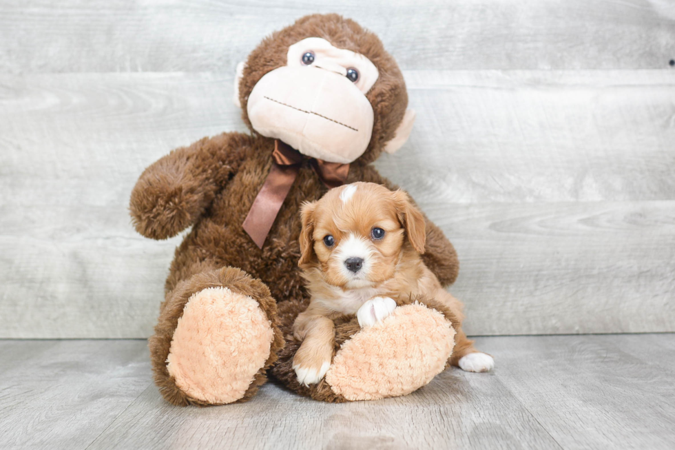 Cavalier King Charles Spaniel Puppy for Adoption