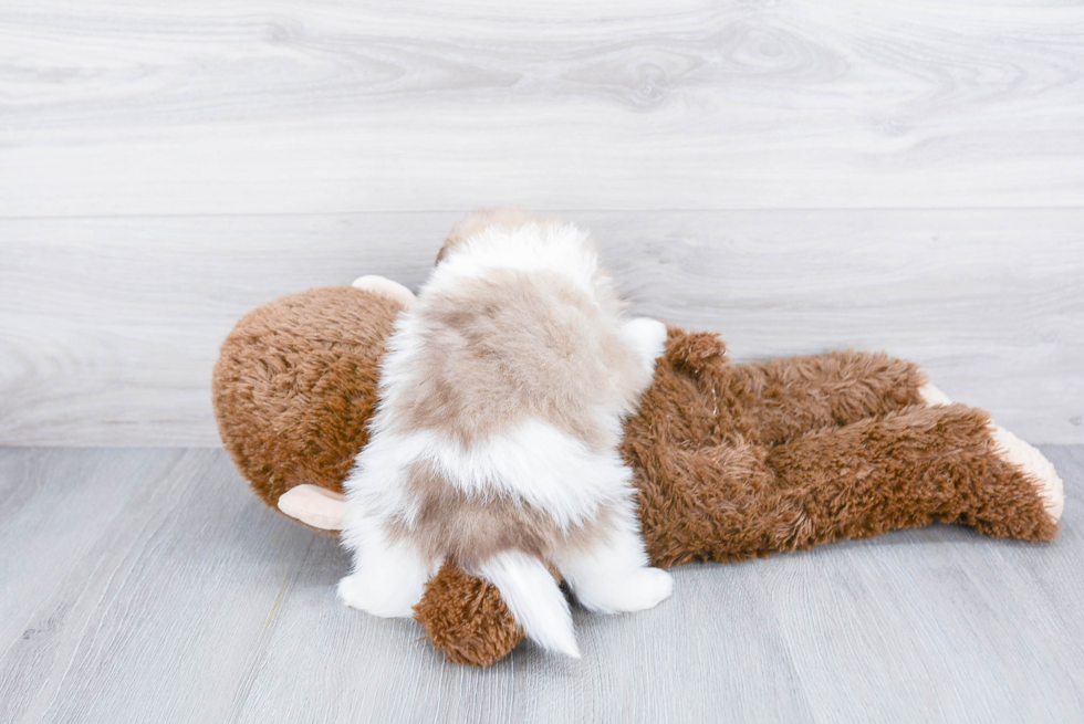 Pomeranian Puppy for Adoption