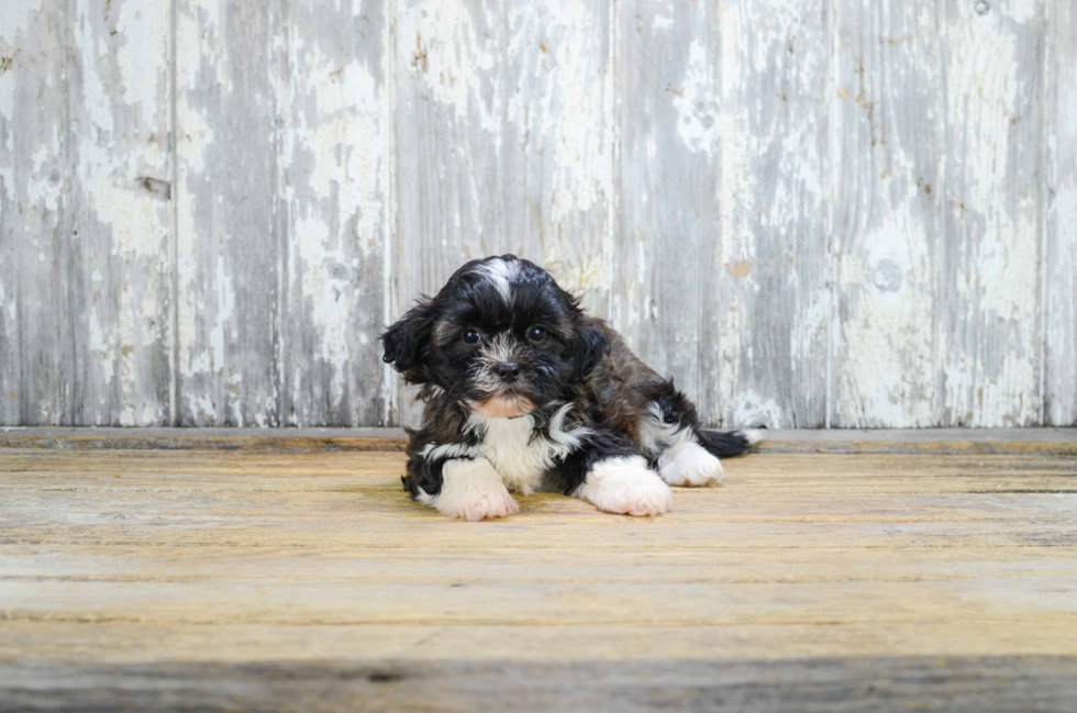 Teddy Bear Pup Being Cute