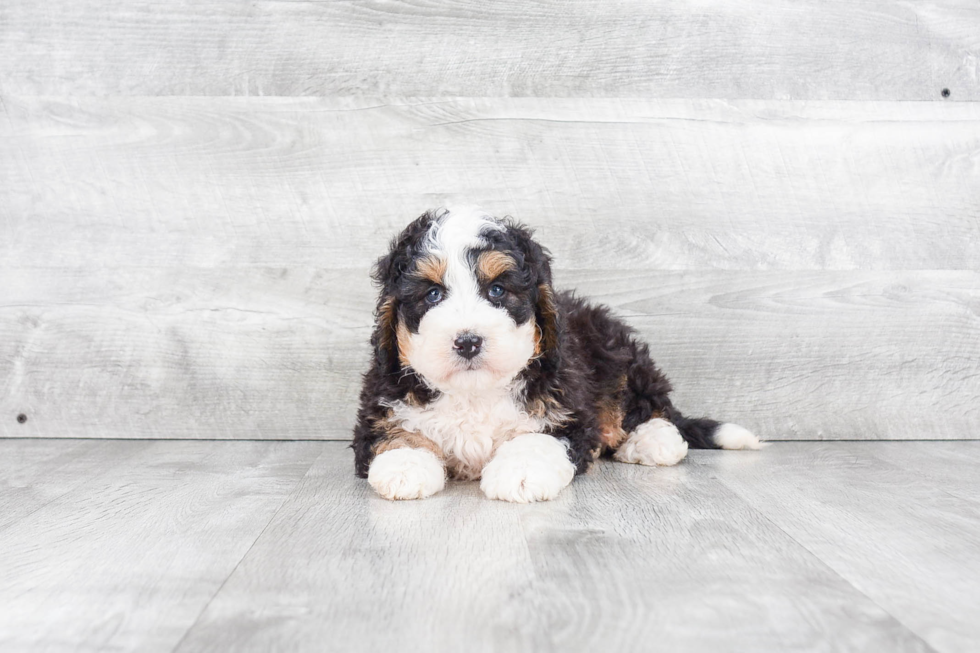 Petite Mini Bernedoodle Poodle Mix Pup