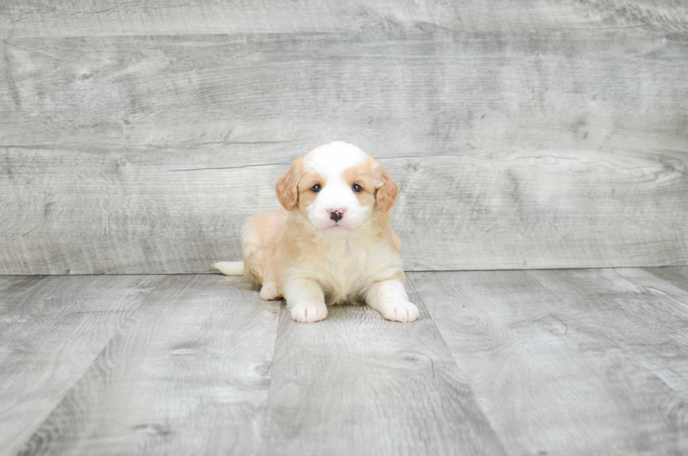 Playful Golden Retriever Poodle Mix Puppy