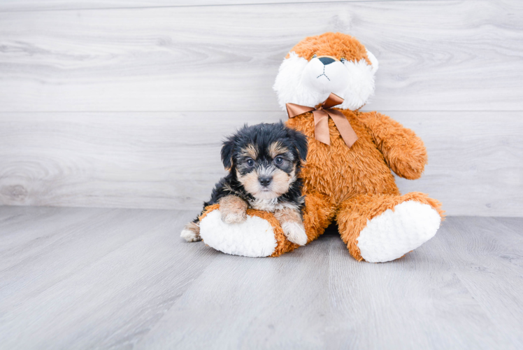 Morkie Pup Being Cute