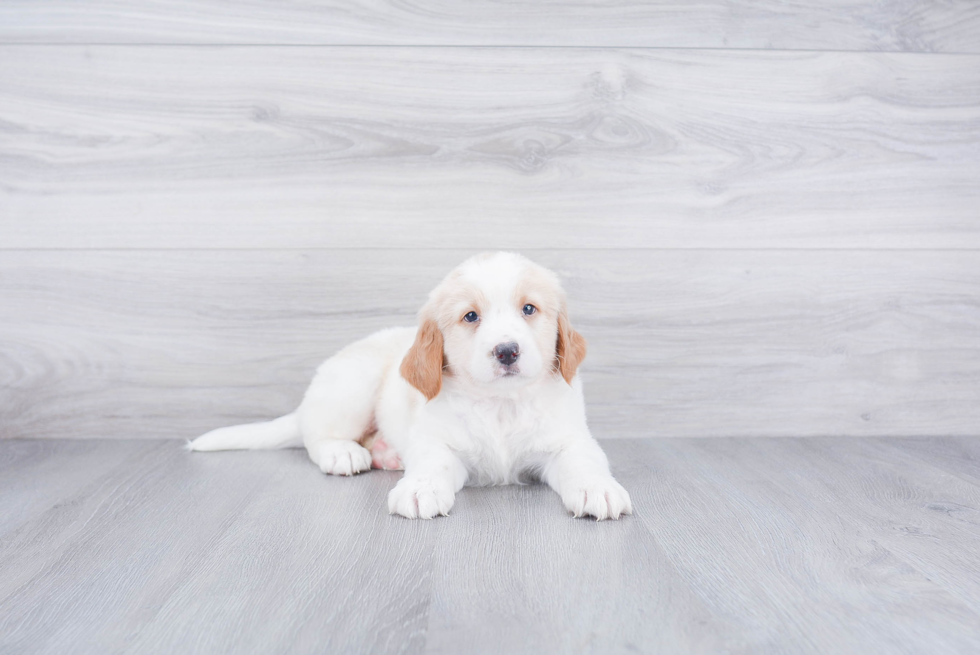 Energetic Bernadoodle Poodle Mix Puppy