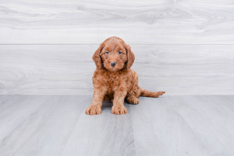 Popular Cockapoo Poodle Mix Pup