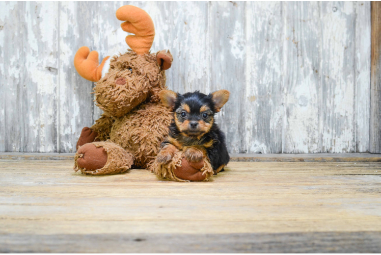 Mixed Breed Pup Being Cute