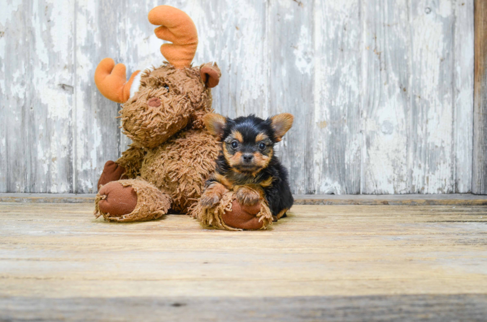 Mixed Breed Pup Being Cute