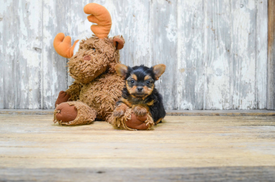 Mixed Breed Pup Being Cute